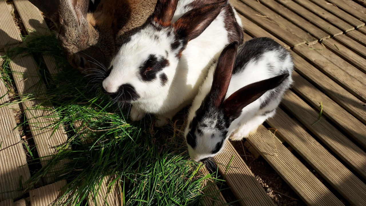 Photo of Outdoor in Juniville