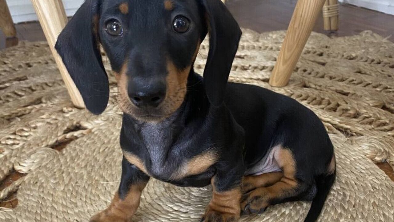 Photo of Others in Parramatta Park