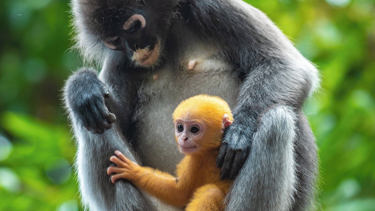 Photo of Others in Bukit Bendera