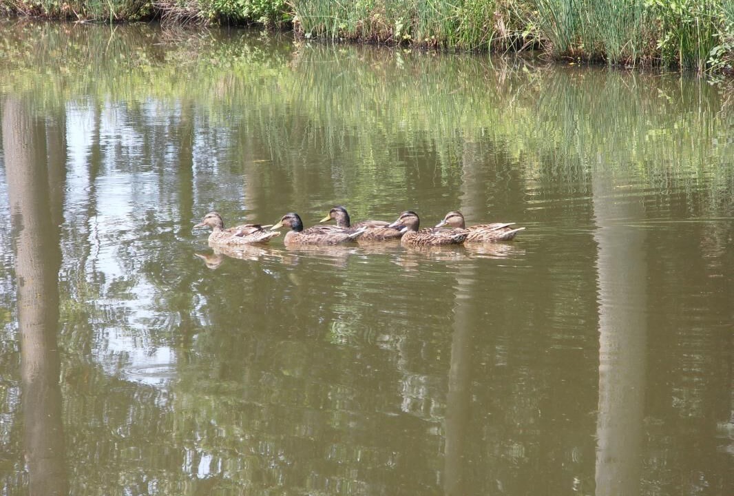 Photo of Others in Vonnas