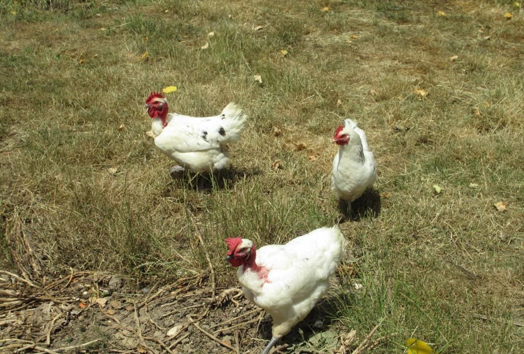 Photo of Outdoor in Vonnas