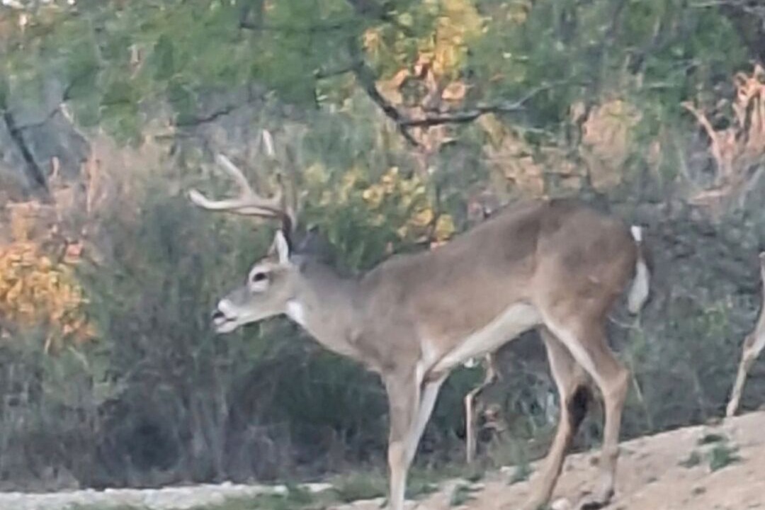 Photo of Others in Llano