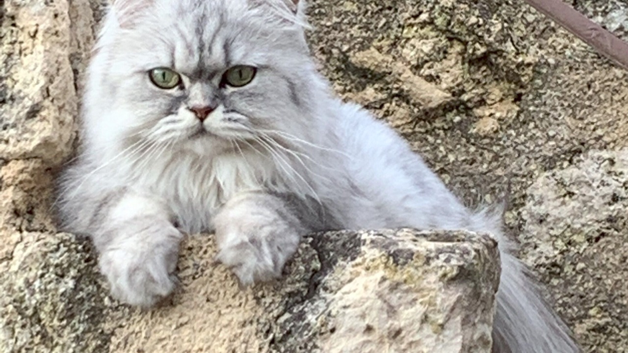 Photo of Others in Saint-Pons-de-Mauchiens