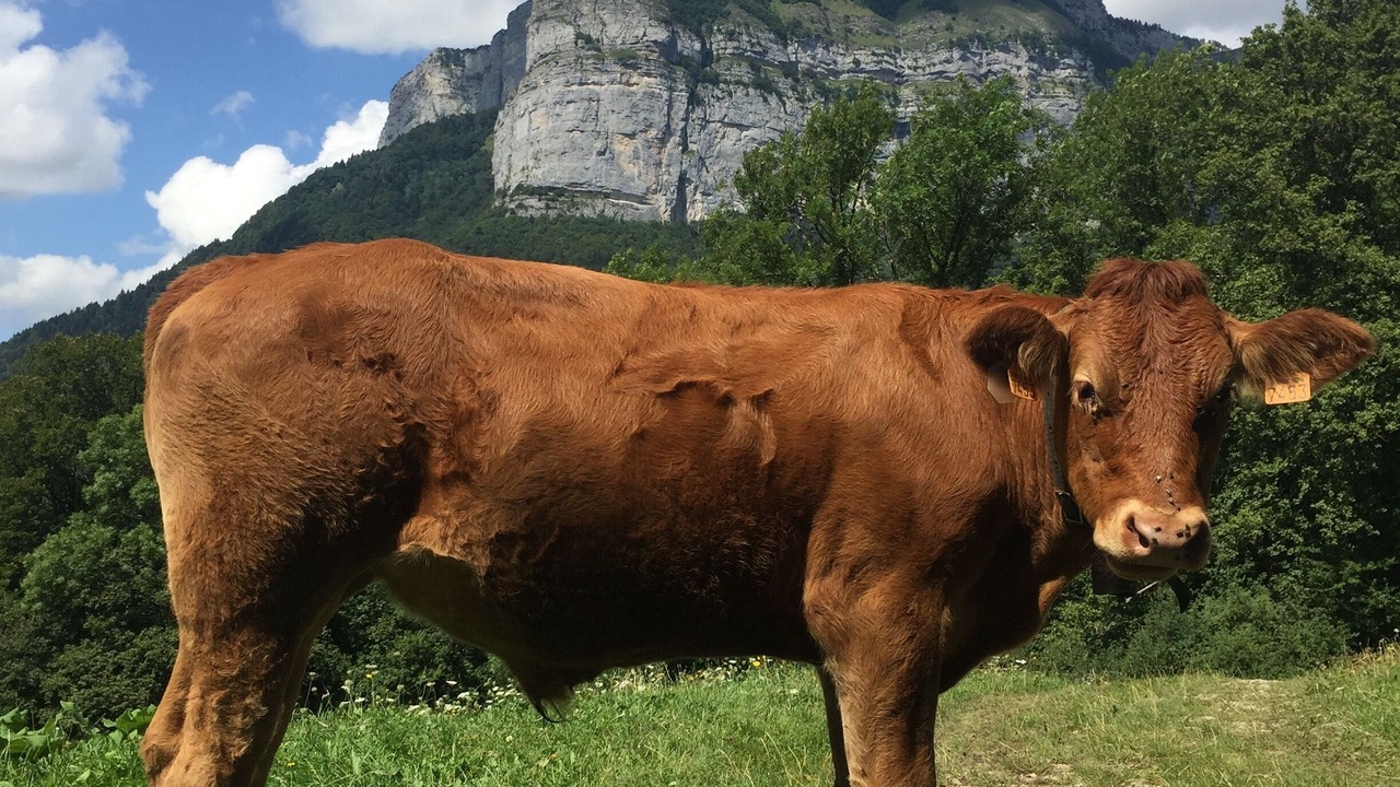 Photo of Outdoor in Thones