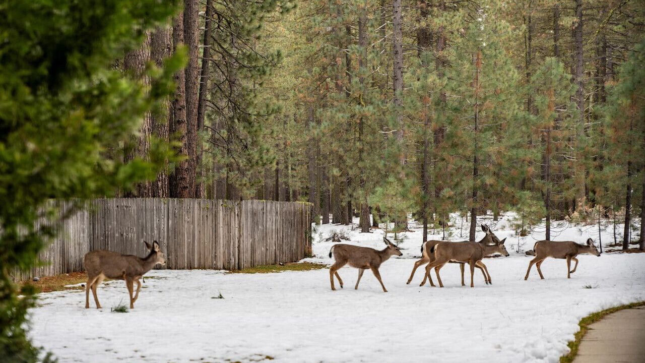 Photo of Outdoor in Graeagle