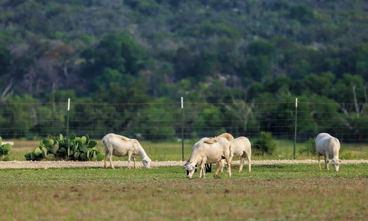 Photo of Others in Fredericksburg