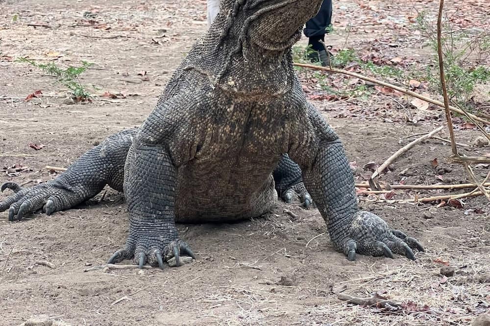 Photo of Others in Komodo