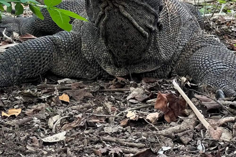 Photo of Outdoor in Komodo
