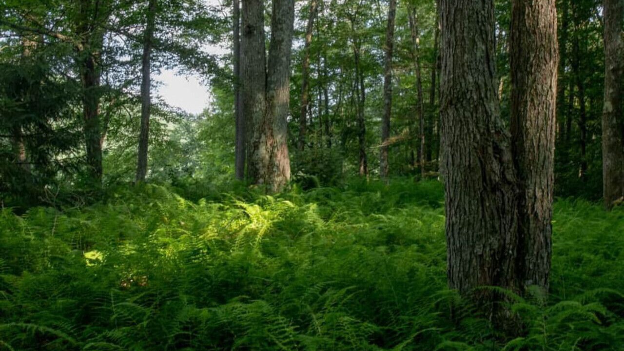 Photo of Outdoor in Turtlepoint