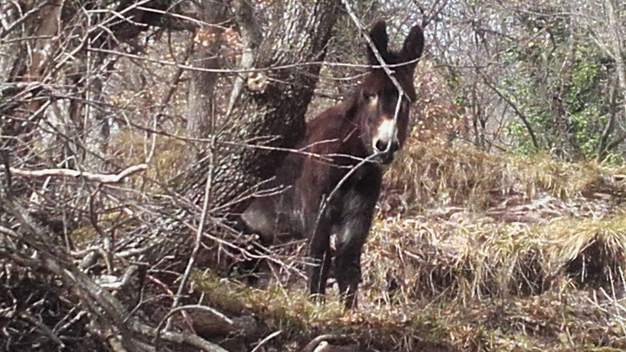 Photo of Outdoor in Roquebilliere