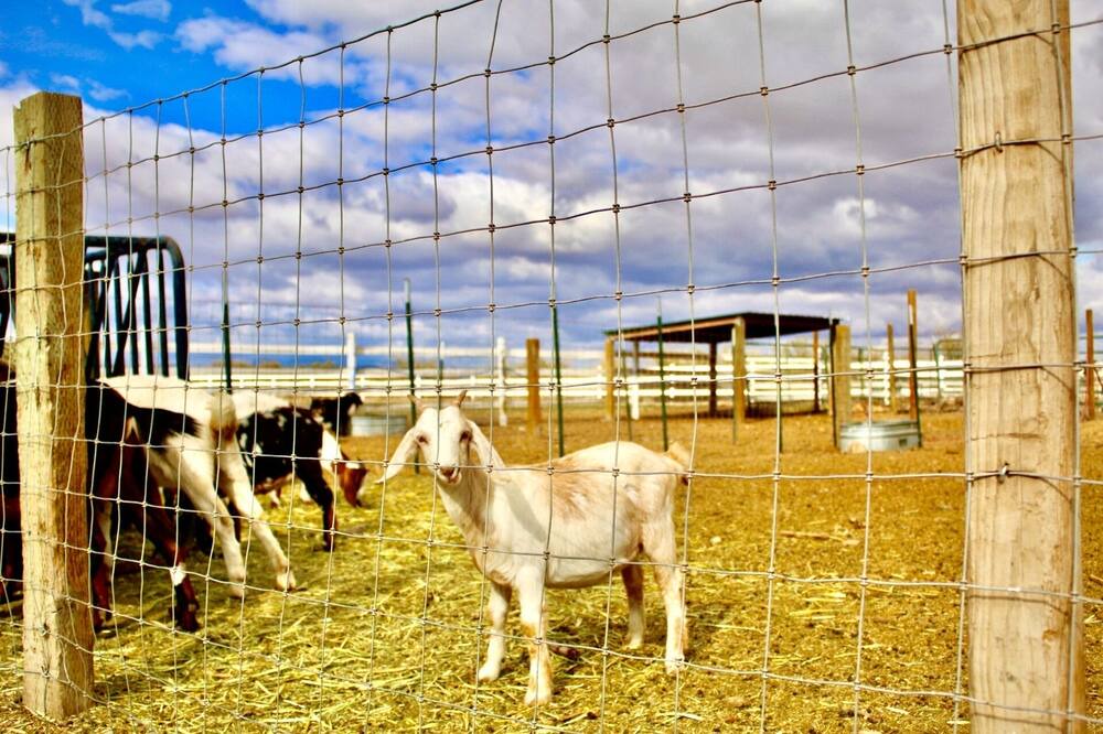 Photo of Outdoor in Willcox