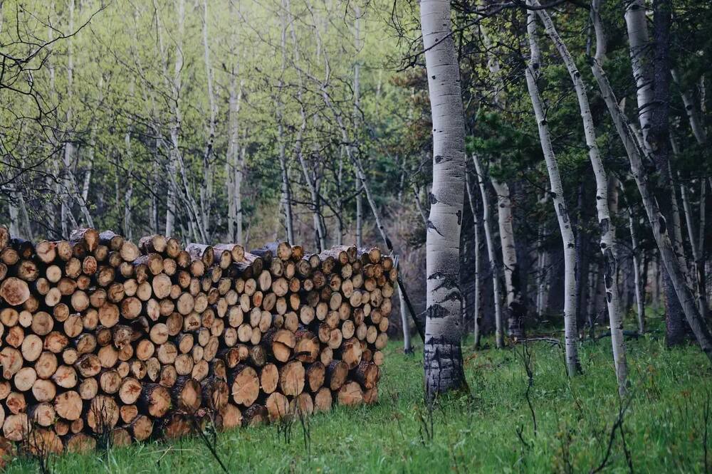 Photo of Outdoor in Evergreen