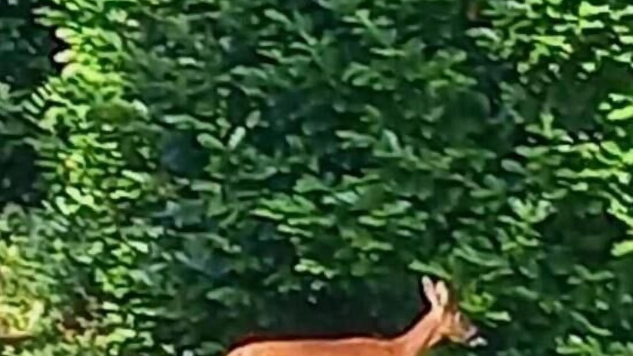 Photo of Others in Saint-Georges-d'Esperanche