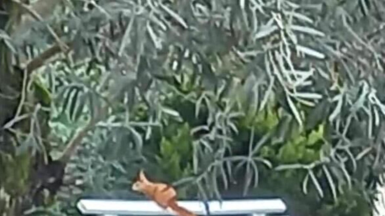 Photo of Others in Saint-Georges-d'Esperanche