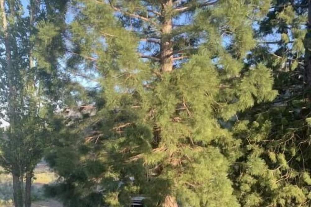 Photo of Others in Wrightwood