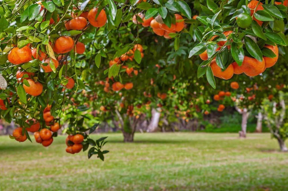 Photo of Outdoor in Kalihiwai
