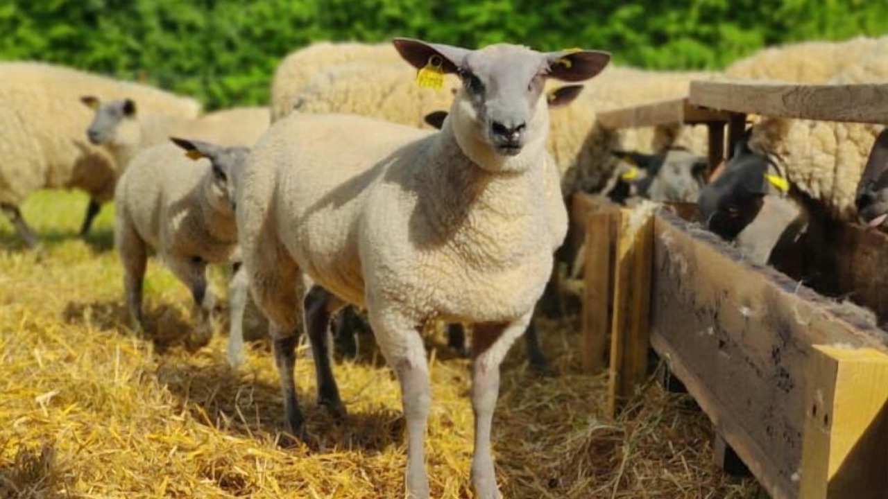 Photo of Others in Laigne