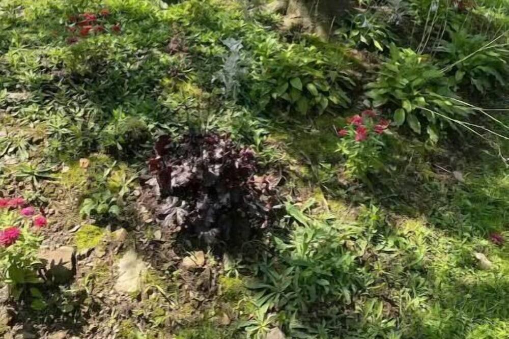 Photo of Others in Saugerties