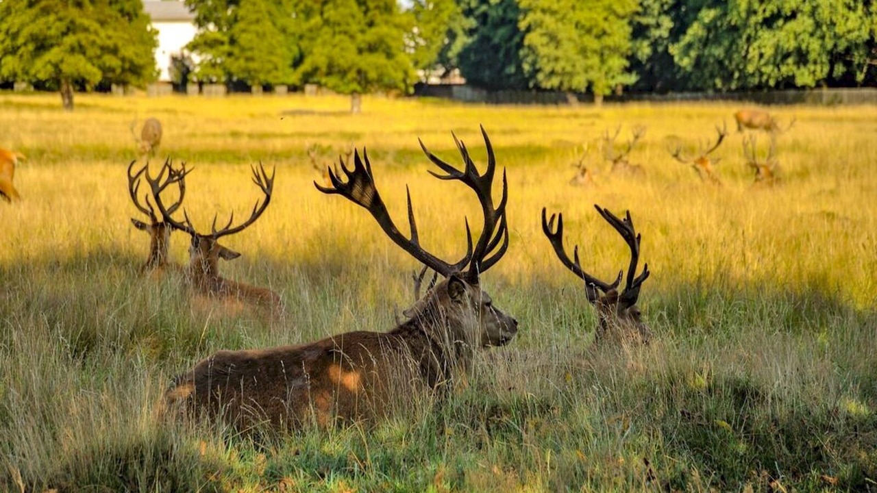 Photo of Others in Hampton Wick