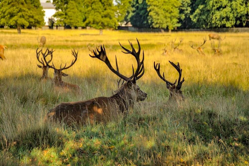 Photo of Others in Hampton Wick
