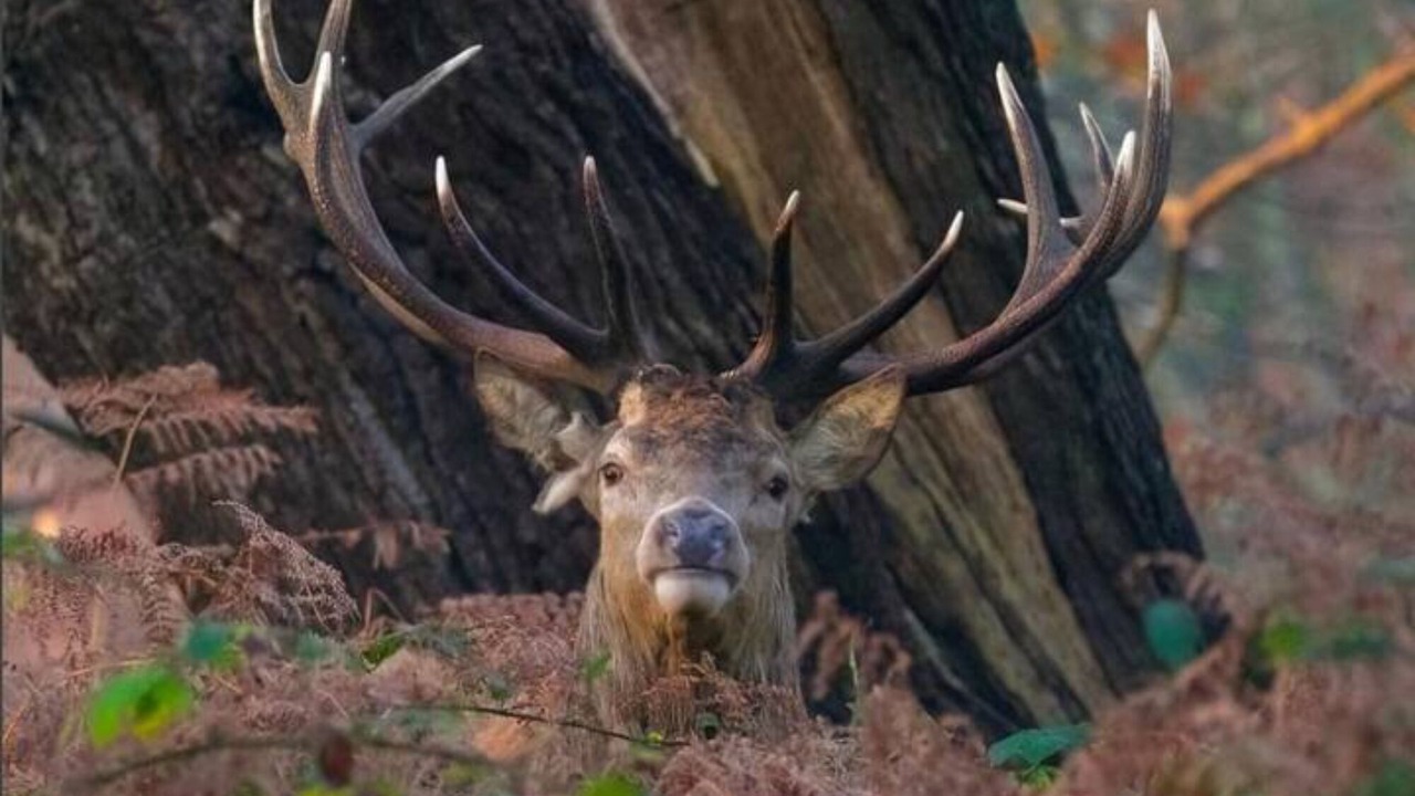 Photo of Others in Hampton Wick