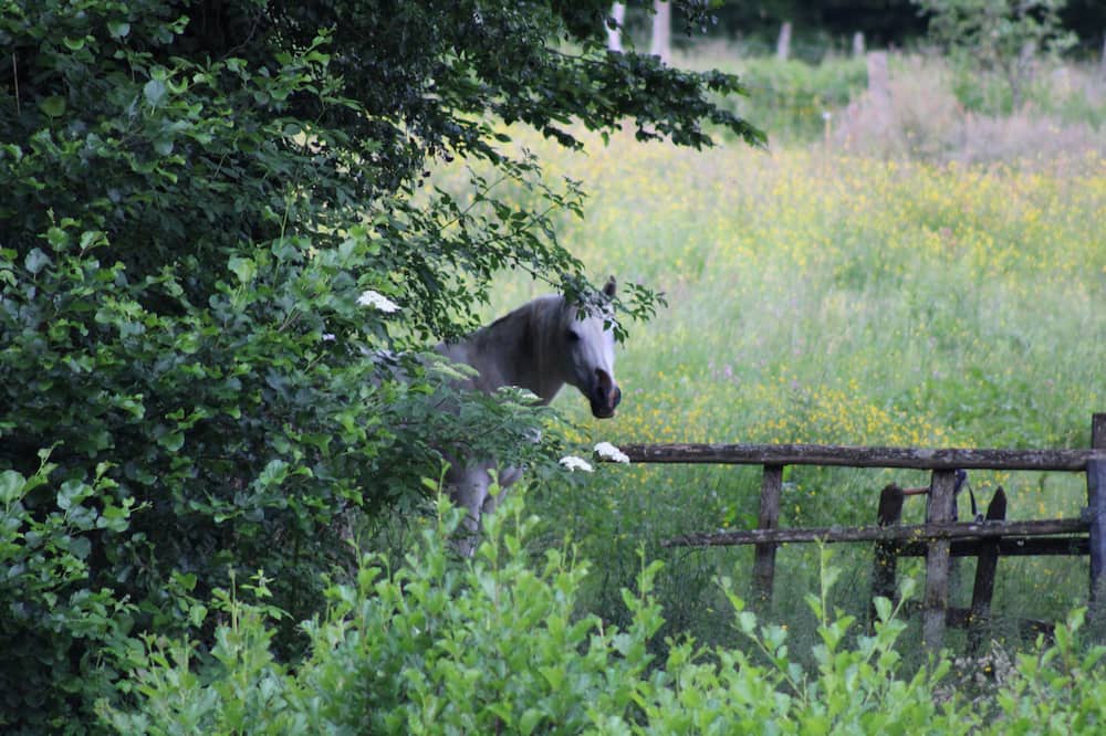 Photo of Others in Bard-le-Regulier