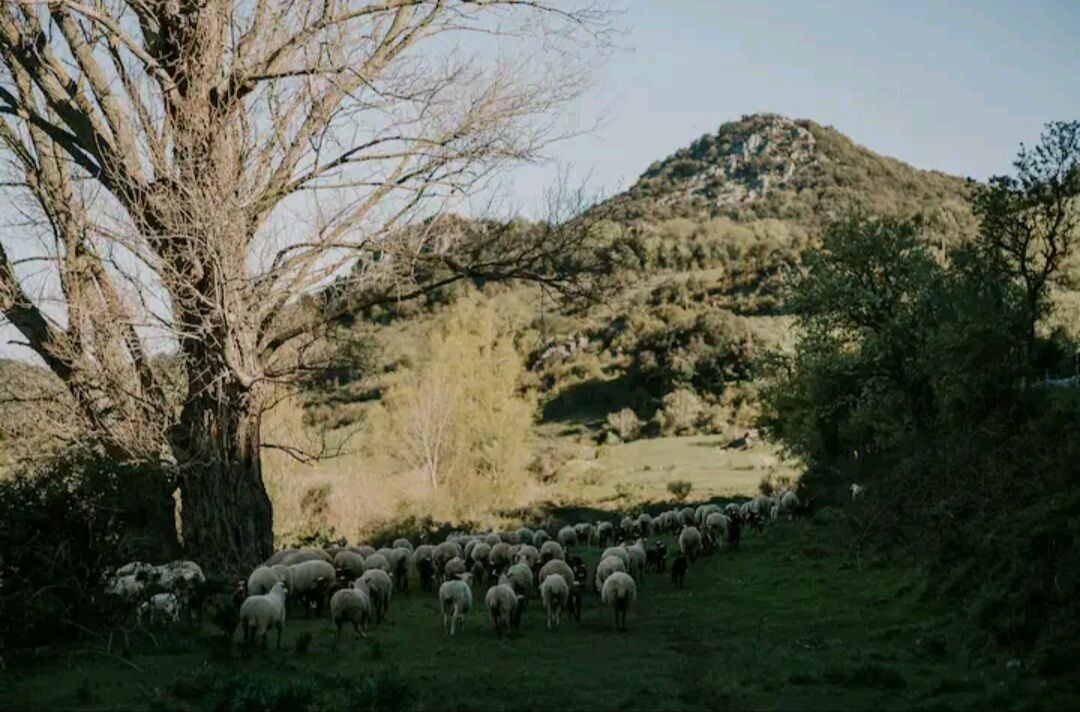 Photo of Others in Palairac