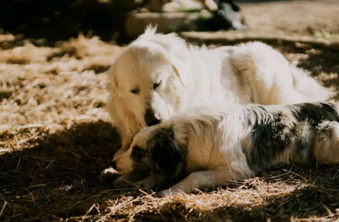 Photo of Others in Palairac