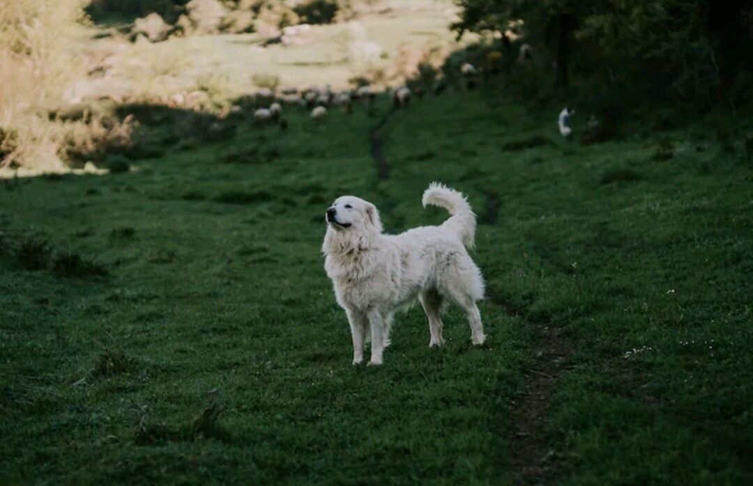 Photo of Others in Palairac