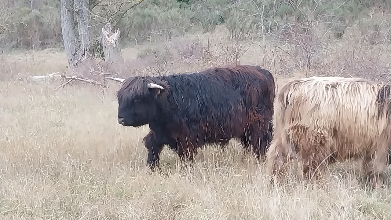 Photo of Others in Palairac