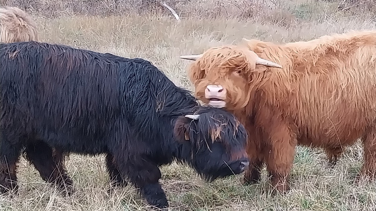 Photo of Others in Palairac