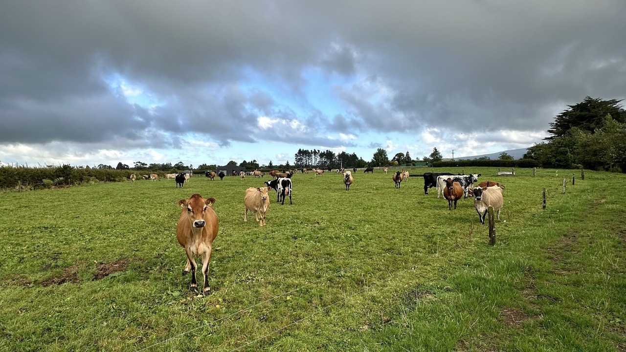 Photo of Others in Kaimiro