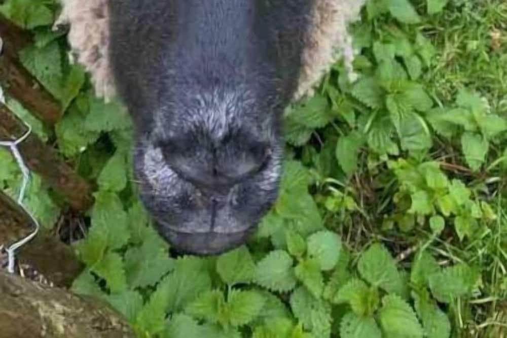 Photo of Others in Saint-Loubes