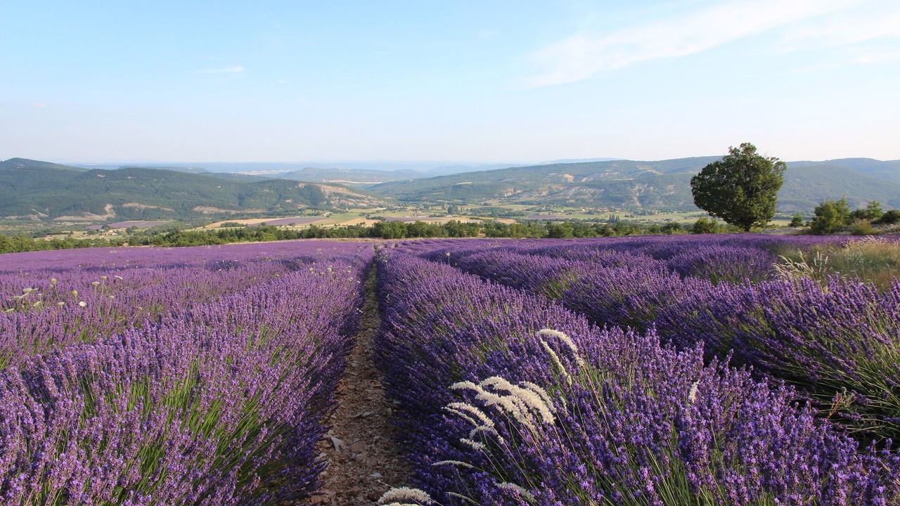 Photo of Others in Cruis