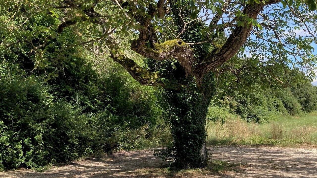 Photo of Outdoor in Cheverny