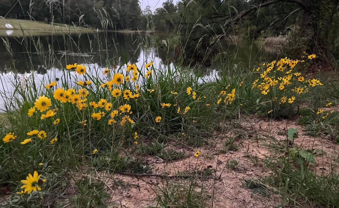 Photo of Outdoor in Harmon