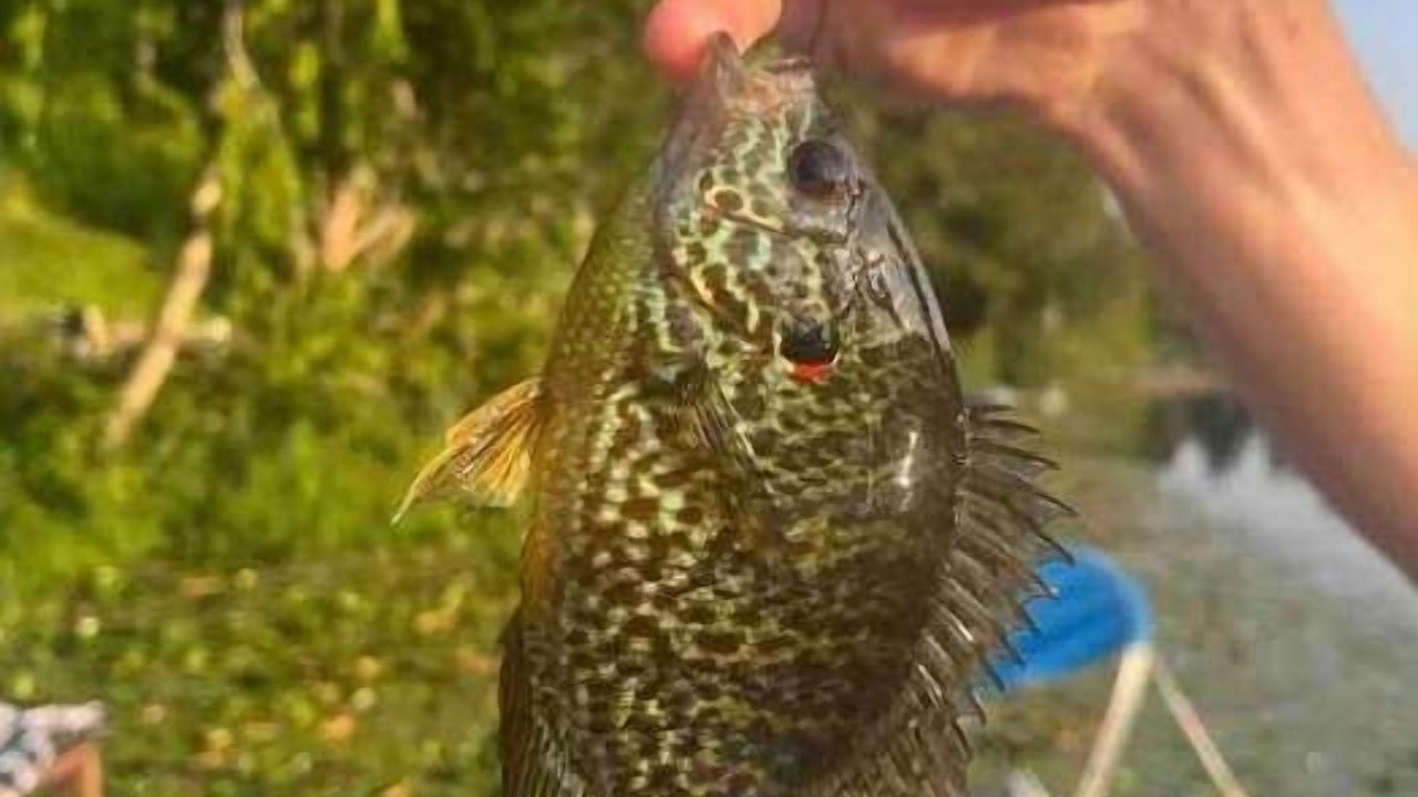 Photo of Others in East Renton Highlands