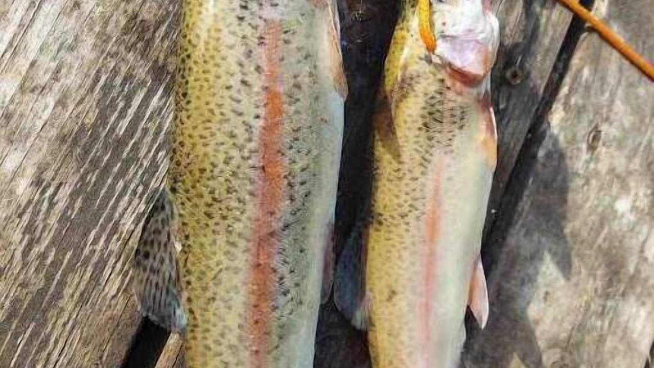 Photo of Outdoor in East Renton Highlands