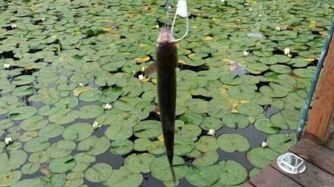 Photo of Others in East Renton Highlands