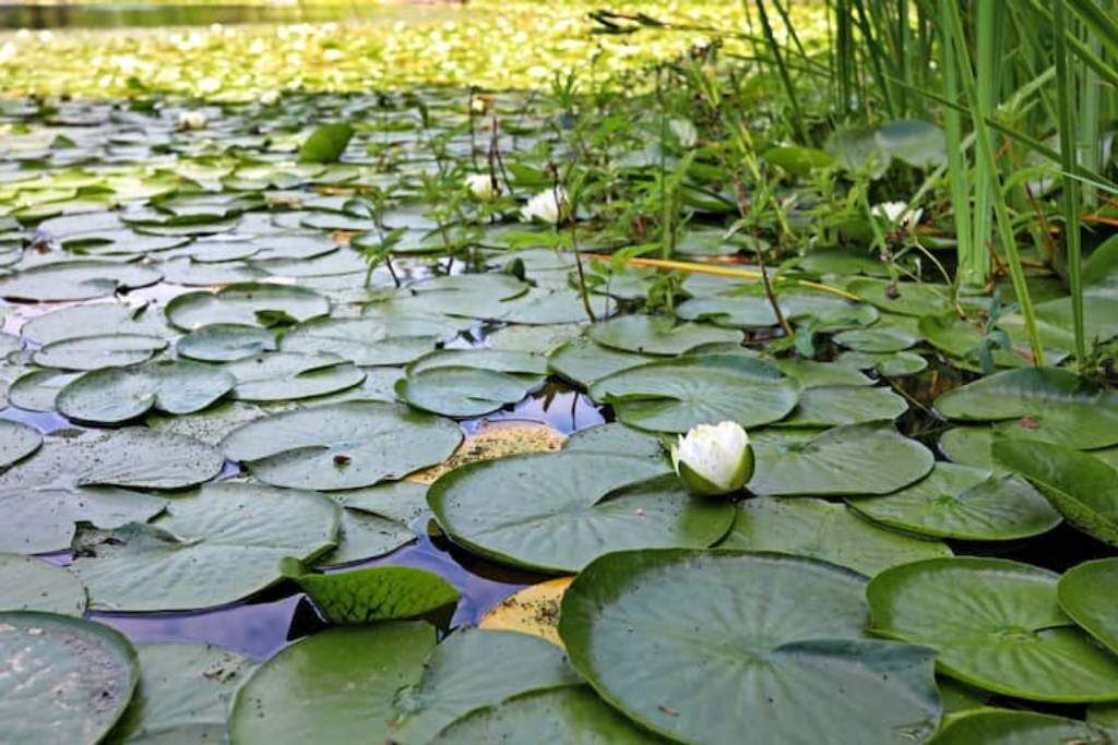 Photo of Outdoor in East Renton Highlands