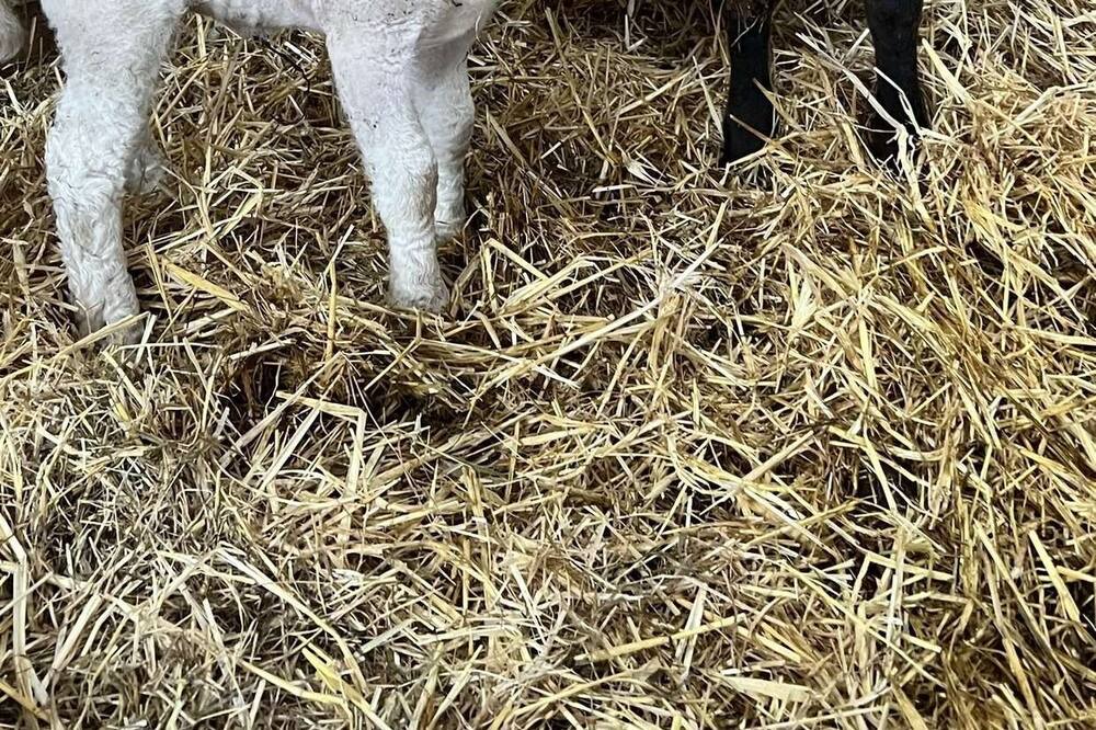 Photo of Others in Ripley