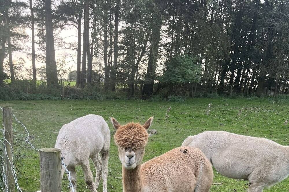 Photo of Others in Ripley