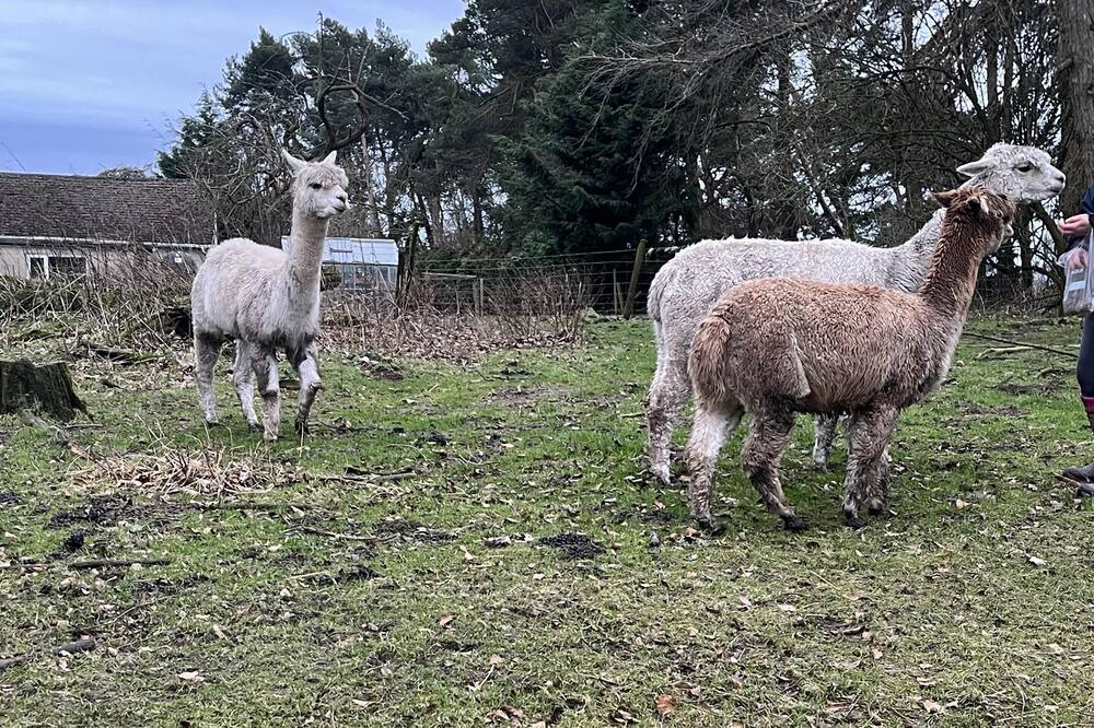 Photo of Others in Ripley