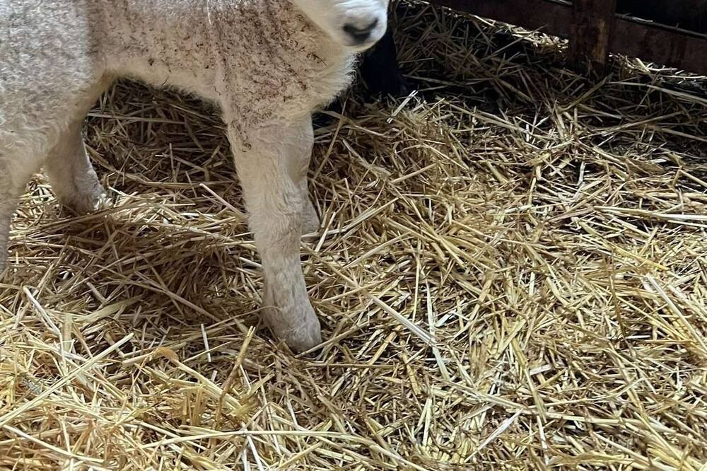 Photo of Others in Ripley