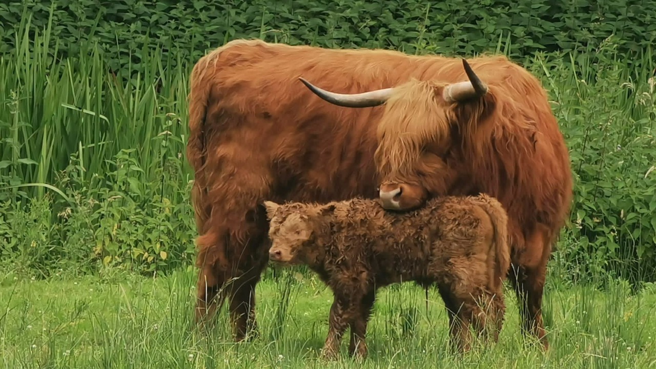 Photo of Others in Hethel