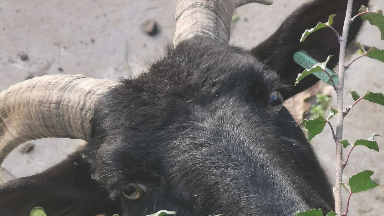 Photo of Others in Hethel