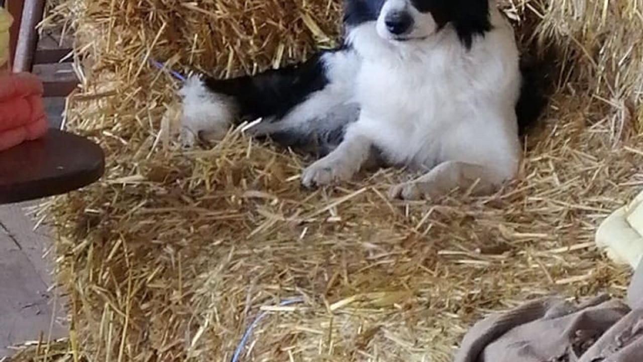 Photo of Outdoor in Azay-le-Ferron