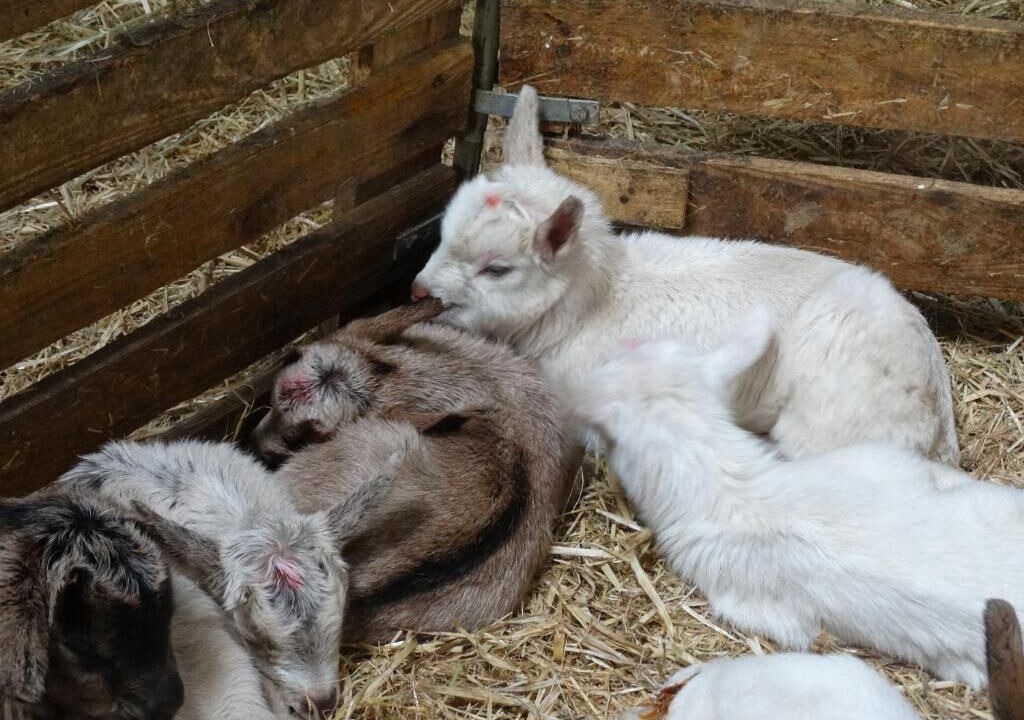 Photo of Others in Azay-le-Ferron