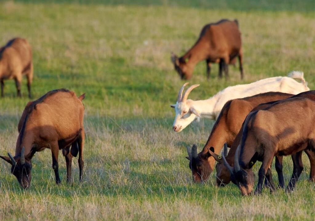 Photo of Others in Azay-le-Ferron
