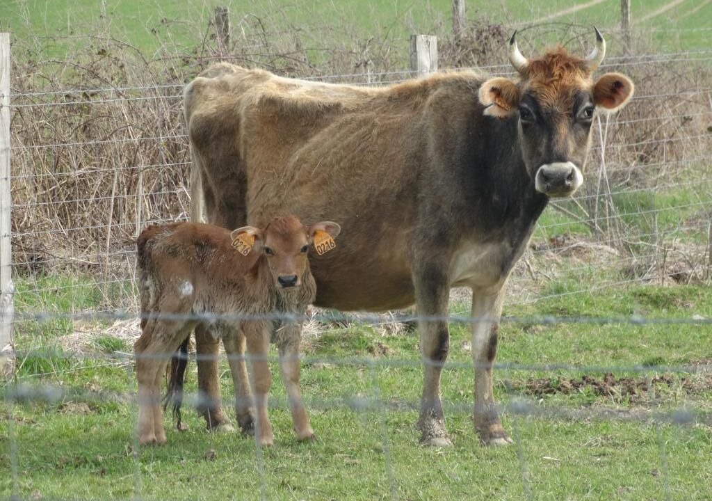 Photo of Others in Azay-le-Ferron